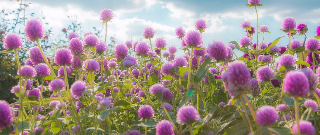 The Ultimate Guide to Amaranth's Hair Benefits