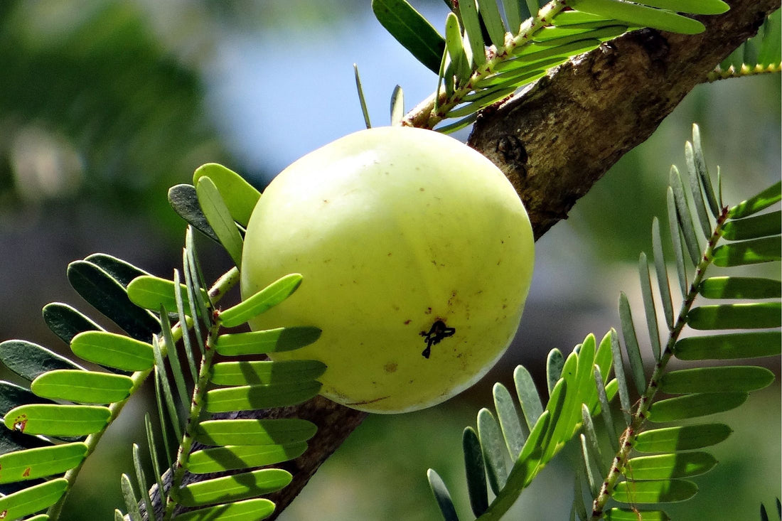 All natural super-ingredient Amla will transform your hair!