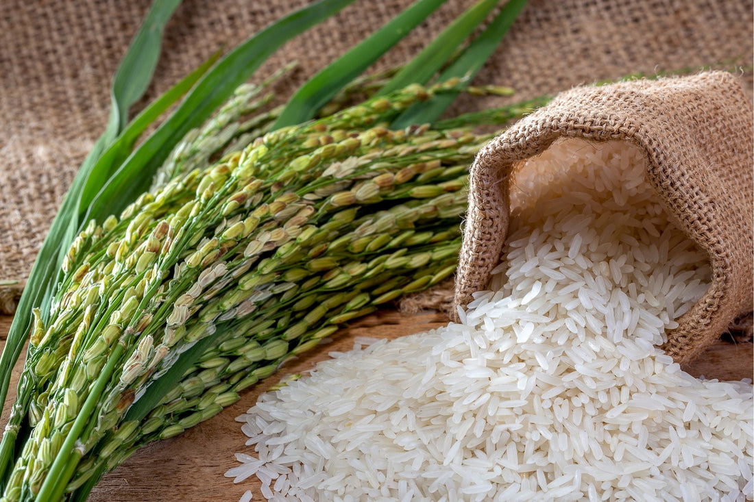 Discover Rice Aminos and Softer, Stronger Hair